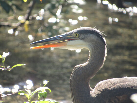 Mendenhall Glacier