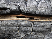 Ant by their tree nest in a burnt forest