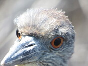 JN Ding Darling National Wildlife Refuge