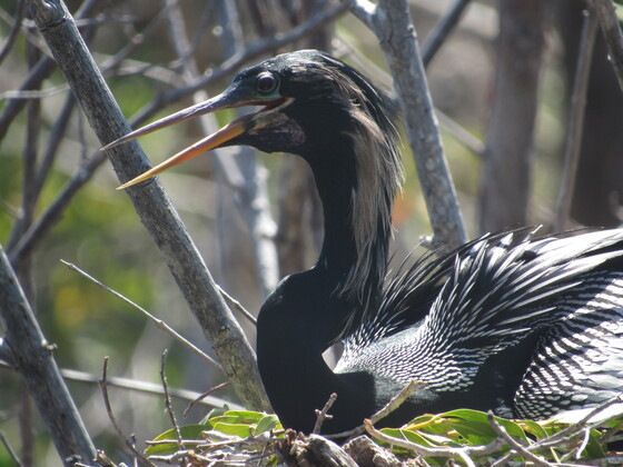 JN Ding Darling National Wildlife Refuge