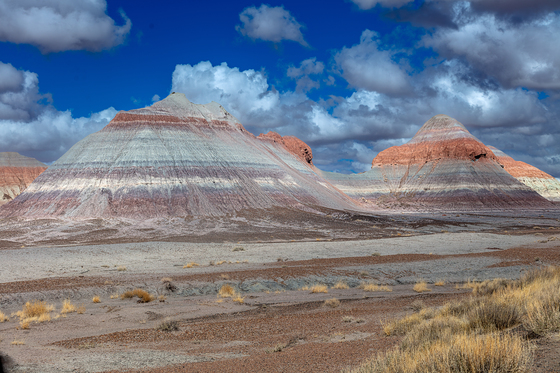 Petrified Forest National Park