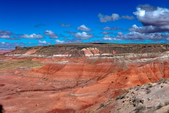 Petrified Forest National Park