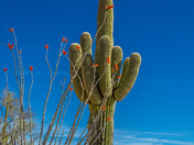 Saguaro National Park