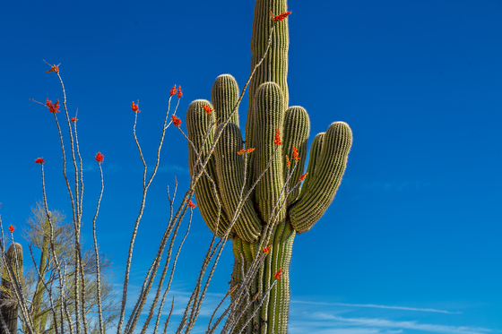 Saguaro National Park