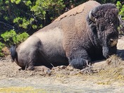 Yellowstone National Park 