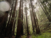 Muir Woods National Monument