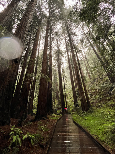 Muir Woods National Monument