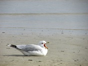 Yawning Gull