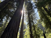 Redwoods National Park