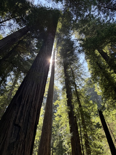 Redwoods National Park