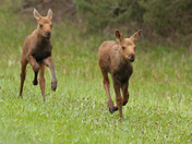 Moose kids