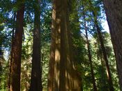 Redwoods National Park 