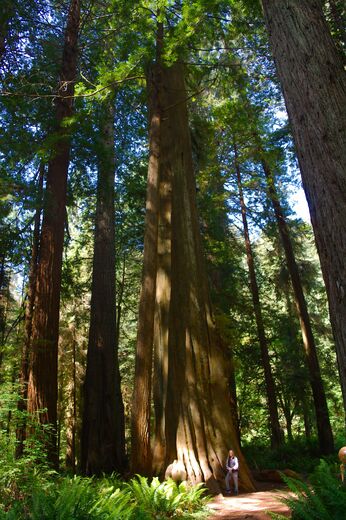 Redwoods National Park 