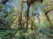 Hoh Rainforest