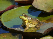 Amazing escape - The End