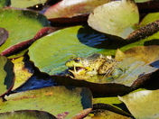 Amazing escape - seq #7