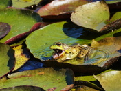 Amazing escape - seq #6