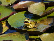 Amazing escape - seq #5