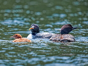 A meal fit for a loon