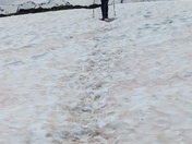 Mt Baker Snoqualmie National Forest