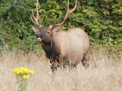 Redwood National Parks