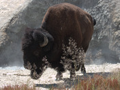 Yellowstone National Park 