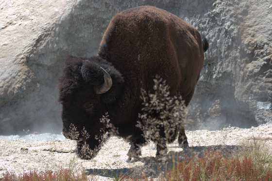 Yellowstone National Park 