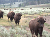 Yellowstone National Park 