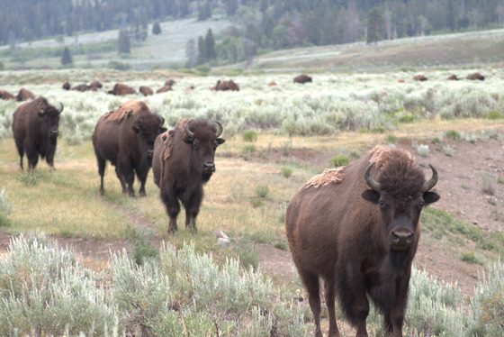 Yellowstone National Park 