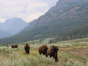 Yellowstone National Park 