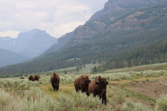 Yellowstone National Park 