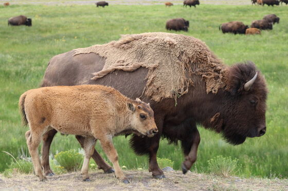 Yellowstone National Park 