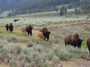Yellowstone National Park 
