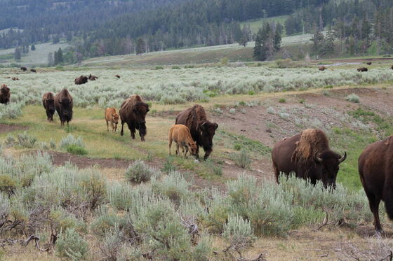 Yellowstone National Park 