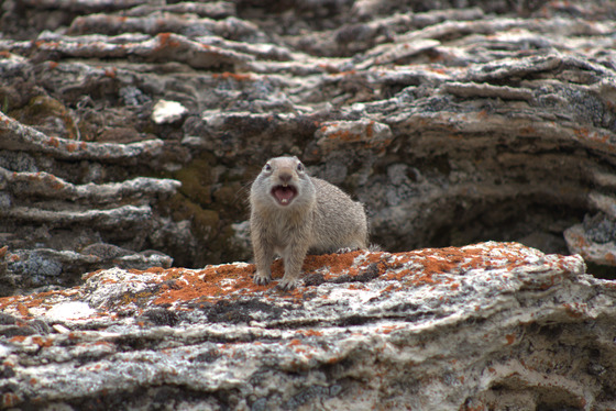 Yellowstone National Park 