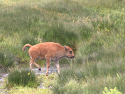 Yellowstone National Park 