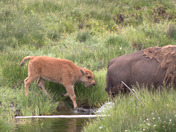 Yellowstone National Park 