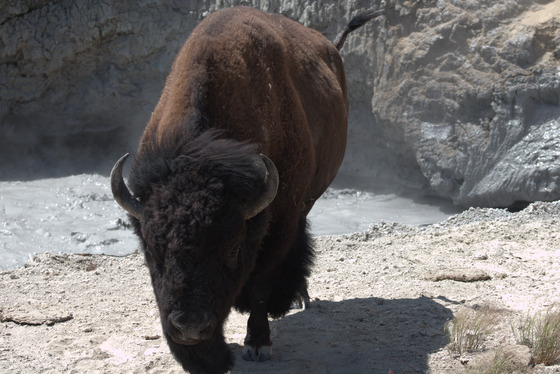 Yellowstone National Park 