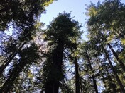 Redwood National and State Parks