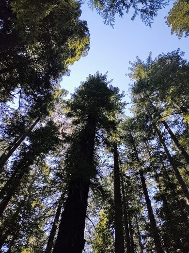 Redwood National and State Parks