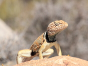 Joshua Tree national park