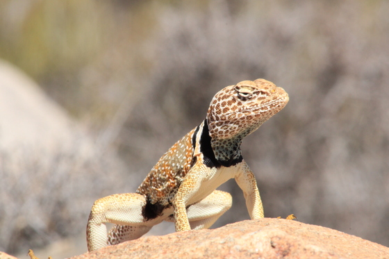 Joshua Tree national park