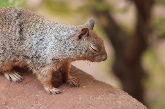 Zion national park