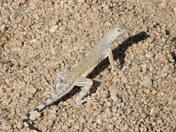 Joshua Tree National Park