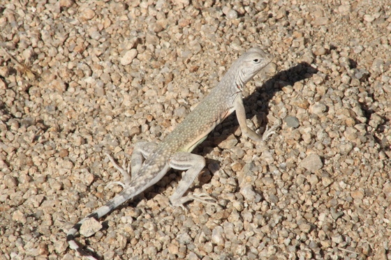 Joshua Tree National Park