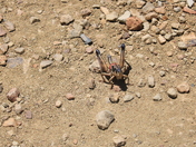 Big Bend national park