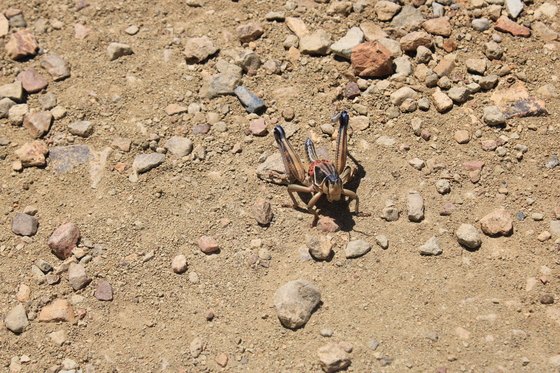 Big Bend national park