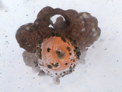 Arches National Park