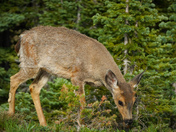 Olympic national park
