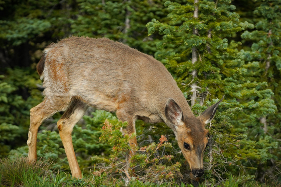 Olympic national park